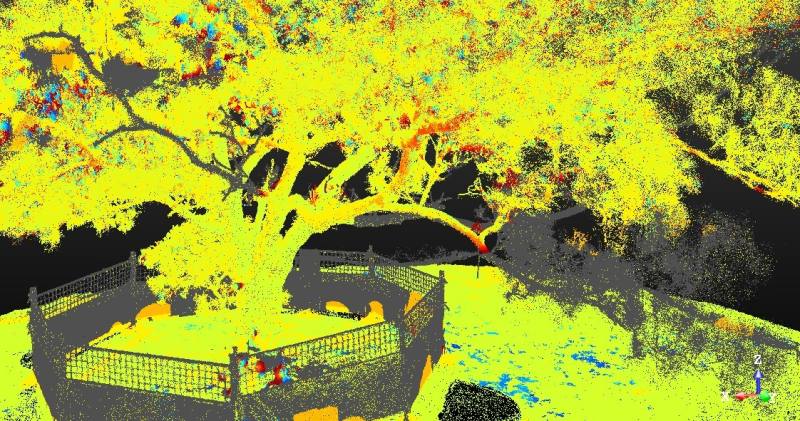 桃園大溪區相思樹修剪前後期的影像比對結果，途中灰色樹冠部分就是該次修剪的枝條