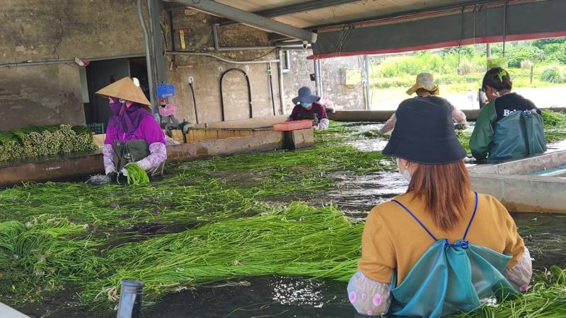 黎柏杏靠水蓮創業當老闆，也引進許多家鄉移工或新住民，大家一起工作，感覺像在家鄉。(江昭倫 攝)