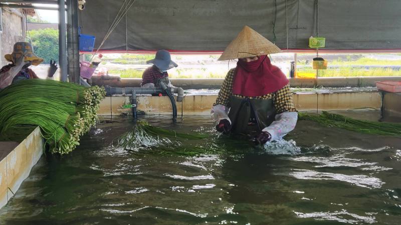 水蓮從採收到清洗，全都靠人工。(江昭倫 攝)