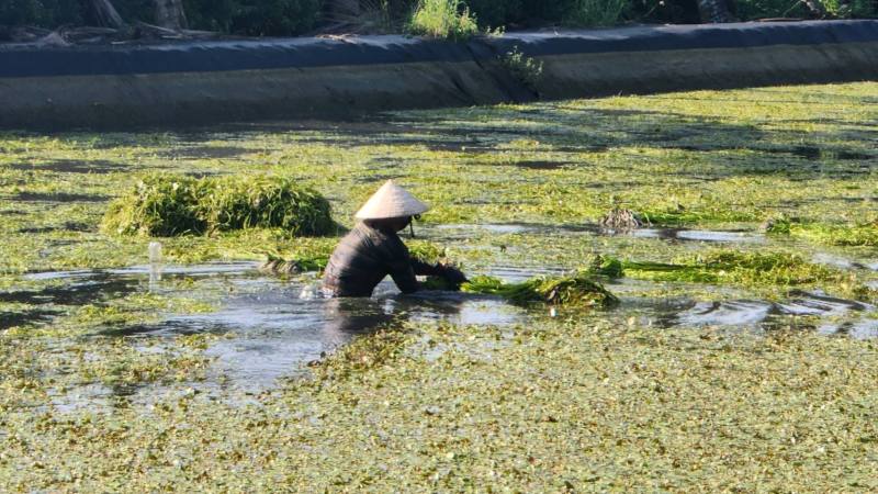 全台水蓮超過9成產量來自高雄美濃。(江昭倫 攝)