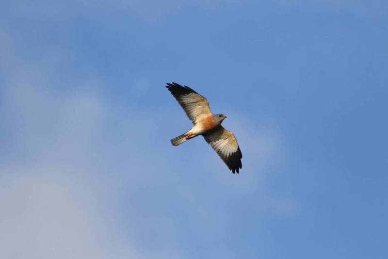 每年9月至10月是鷹群過境恆春半島的季節，國際灰面鵟鷹暨遷徙猛禽高峰會將於10月在墾丁登場，串聯國際行動守護珍貴稀有猛禽資源。（墾管處提供）