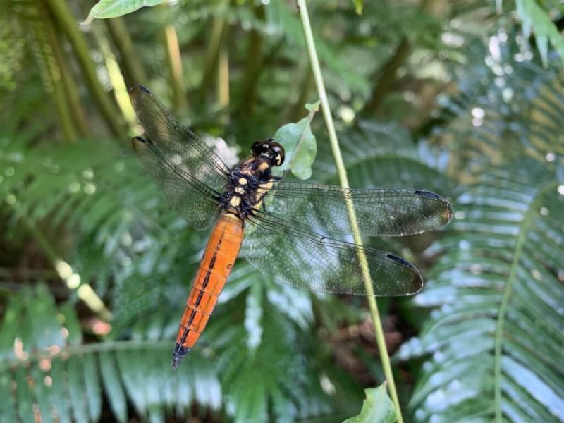 「樹穴蜻蜓」為全台唯一棲息於森林中的蜻蜓。（圖取自台北翡翠水庫管理局網頁feitsui.gov.taipei）