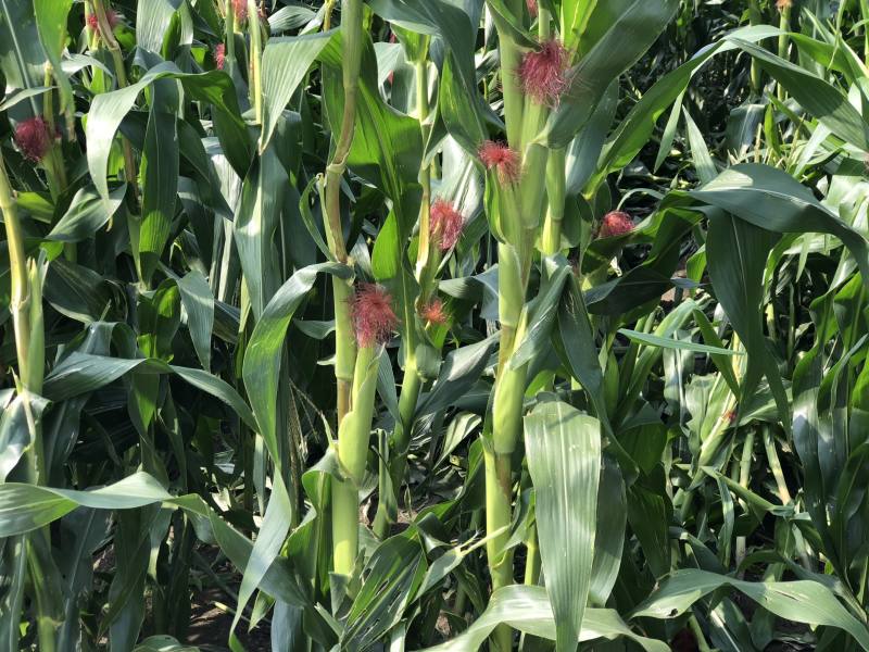 紅鬚玉米筍植株樣態