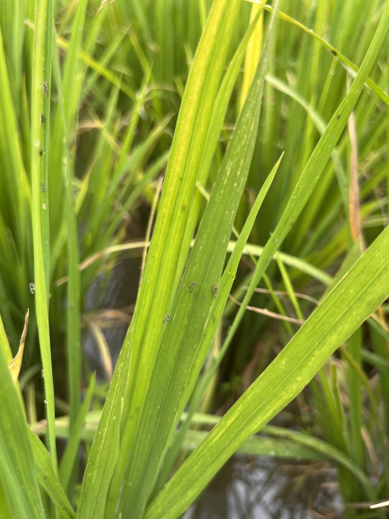 飛蝨吸食植株汁液