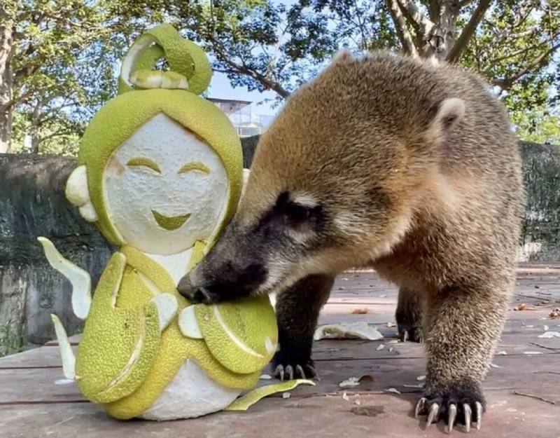 高雄壽山動物園在中秋節準備雕刻有嫦娥及吳剛造型的柚子，陪伴動物們過節。（高雄市觀光局提供）