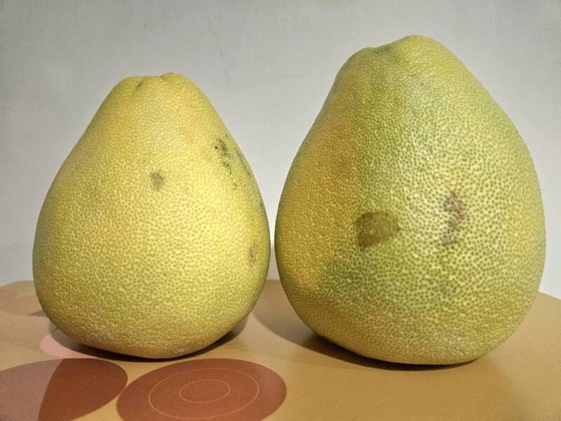 中秋佳節前後，應景水果文旦柚（圖）是家家戶戶常見水果，但醫師提醒，服用慢性病藥物民眾建議應少吃或最好不要吃柚子、葡萄柚，一天別超過2瓣，避免影響藥物代謝。