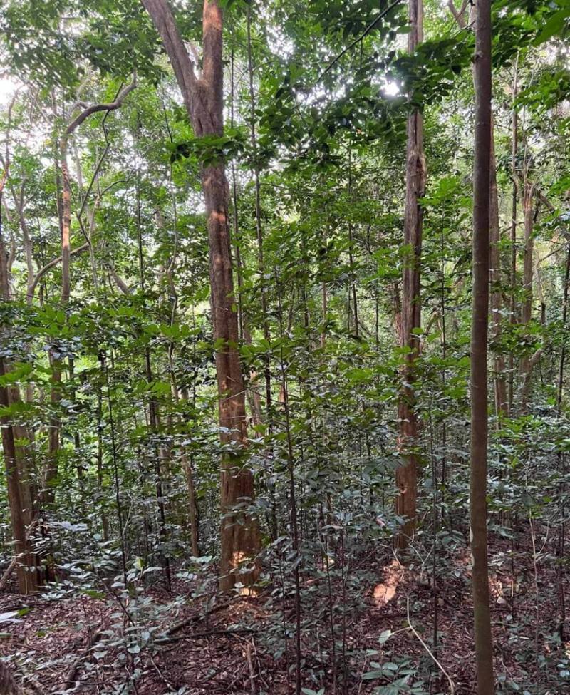 高雄市美濃區「雙溪熱帶樹木園」是全台唯一栽種龍腦香科植物地方，園方並委請屏科大森林系團隊長期研究龍腦香科植物生長情況，相關成果上月獲刊美國植物科學期刊。（林業及自然保育署屏東分署提供）