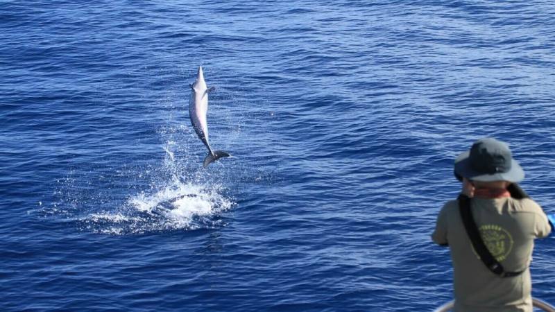 財團法人黑潮海洋文教基金會將長達20多年由解說員們在賞鯨航程中記錄的鯨豚種類、出沒時空資訊等，分享到全球生物多樣性資訊機構，其中飛旋海豚的資料筆數更是位居世界冠軍。（黑潮海洋文教基金會提供）