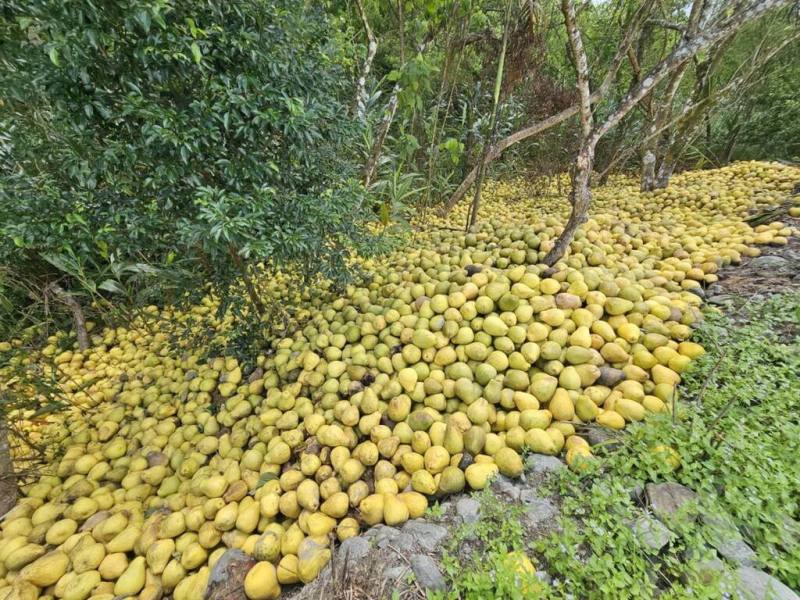 花蓮縣瑞穗鄉是文旦柚重要產地，有民眾近日發現，部分農地被堆置大量文旦柚，除了果皮、果肉及壞掉的文旦柚，還有不少完好未受損的文旦柚，憂心造成環境污染，也認爲浪費食材。（民眾提供）