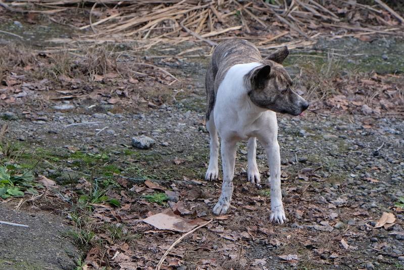 根據農業部估算，今年流浪犬數量可能高達18萬隻，比台灣新生兒數量還多，藥廠捐贈1年份狂犬病疫苗及寄生蟲藥，盼流浪犬從街頭到家的漫長等待旅程中，都能擁有健康身體。