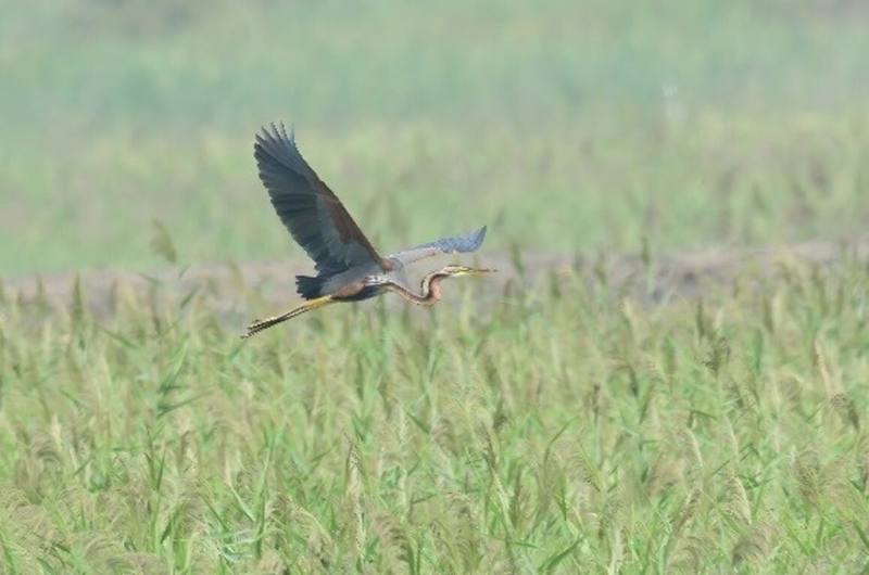 來自世界各地候鳥陸續抵達高雄市茄萣濕地，其中紫鷺是全台鳥迷心目中的模特鳥。（高雄市茄萣區觀光發展協會提供）