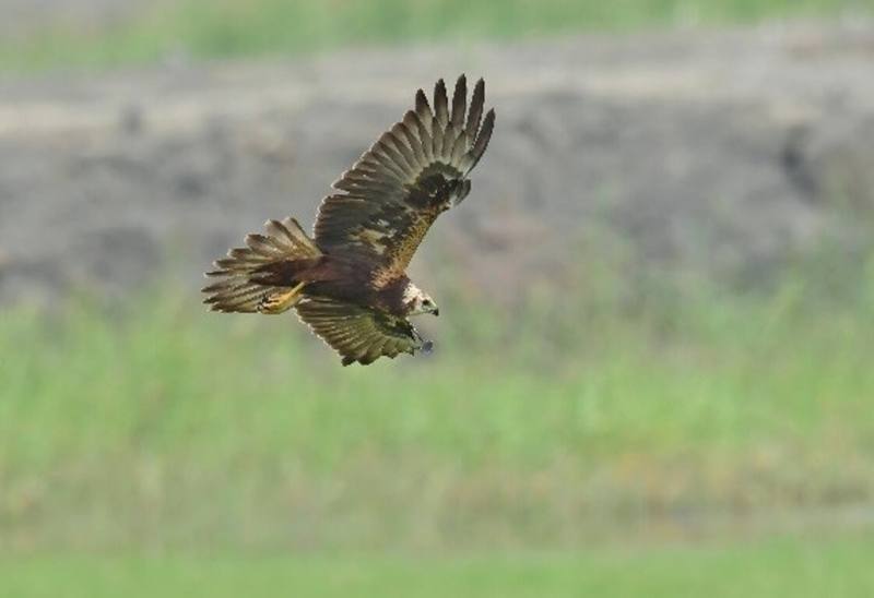來自世界各地候鳥陸續抵達高雄市茄萣濕地，其中東方澤鵟是日行性猛禽，也是台灣3種澤鷂屬中體型最大的。（高雄市茄萣區觀光發展協會提供）