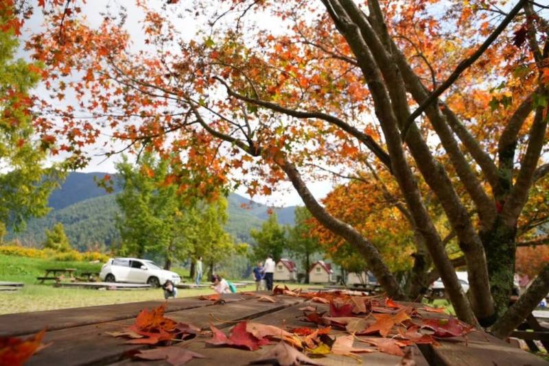 武陵農場楓葉部分轉紅，賞楓期在10月下旬至12月上旬左右，最佳賞楓期則約在11月中旬左右。（武陵農場提供）