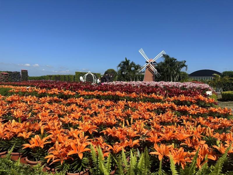 台中市后里區中社觀光花市百合花季登場，各式顏色的百合花在歐式花園中盛開，和花田中的風車造景相映照，花期可至民國113年5月，歡迎民眾到場賞花。