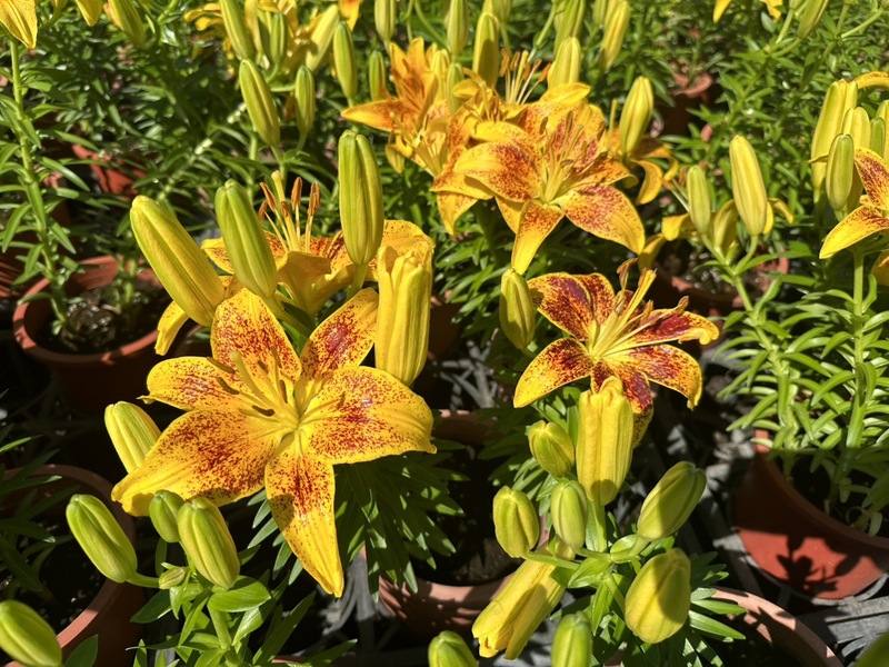 台中市后里區中社觀光花市百合花季登場，今年引進25萬顆百合花種球，約有50個品種，並展出少見的「雙色噴點」姬百合。