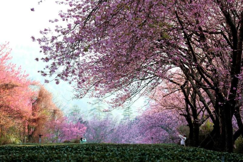武陵農場櫻花林盛開時美景如畫，每年櫻花季住宿訂房總是秒殺。（武陵農場提供）