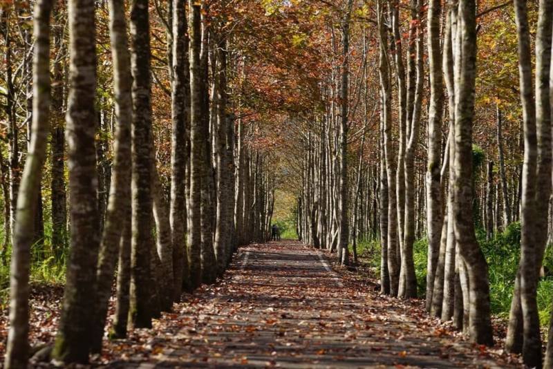 花蓮大農大富平地森林園區是台灣第一座平地森林，園區廣達1250公頃，幅員遼闊，種植近20種、逾百萬株樹種，自然生態豐富，以春天賞花賞螢、夏季觀星、秋冬賞楓聞名。（林業及自然保育署花蓮分署提供）