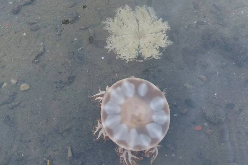 台南市將軍區扇形鹽田鹽灘地內，有別名「倒立水母」的仙后水母現蹤，民眾可在扇形鹽田淺水域觀察到。（台灣環境規劃協會提供）