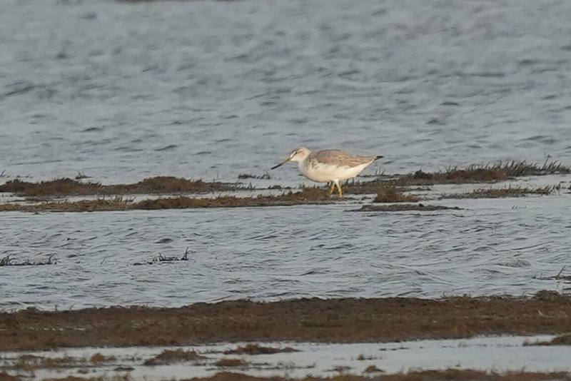 名列國際自然保護聯盟（IUCN）紅皮書「瀕危」等級的保育類野鳥「諾氏鷸」近日在台南將軍濕地現蹤，自2016年起每年都有出現的紀錄。（鳥友李正峯攝，台南市野鳥學會提供）