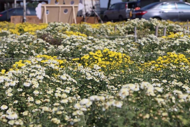 苗栗縣銅鑼鄉九湖台地是國內最大杭菊產地，每年11月杭菊盛開時，黃、白色花海彷彿讓田間披上一層美麗花毯。今年杭菊花苞也已逐漸綻放，即將進入最佳賞花時機。（苗栗縣政府提供）