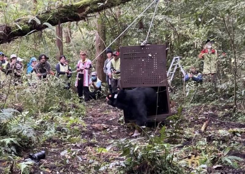 農業部林業及自然保育署花蓮分署7月在卓溪鄉咖啡園救援的雄性台灣黑熊，經照養評估健康無虞，由布農族清水部落祈福命名為Da qu-ali（達古阿里），13日野放。（林業及自然保育署花蓮分署提供）