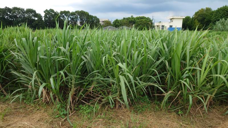 狼尾草台畜草九號株型