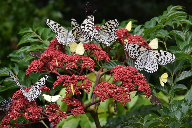 農業部林業試驗所16日表示，葡萄科火筒樹在恆春試驗林區是很好的「蜜源植物」，吸引蝴蝶訪花吸蜜。（林試所提供）