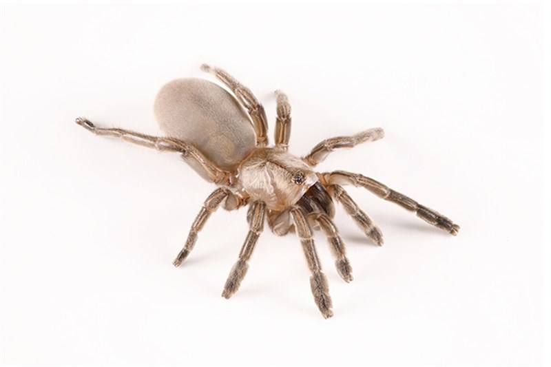 One of the new spider species named Parilarilao trapdoor spider is seen in this undated photo. Photo courtesy of TBRI Associate Research Fellow Lo Ying-yuan