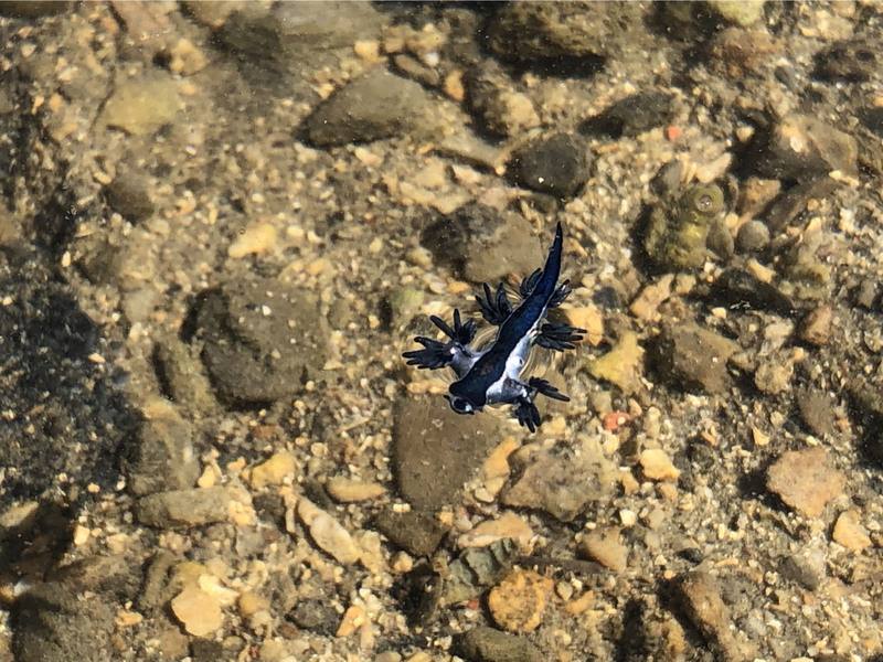 國立海洋科技博物館22日在基隆市潮境保育區，發現1隻外型與體色相似「緣邊海神海蛞蝓」，但仍需透過DNA檢測才能精準確認，若確認屬實，將是北台灣首次紀錄