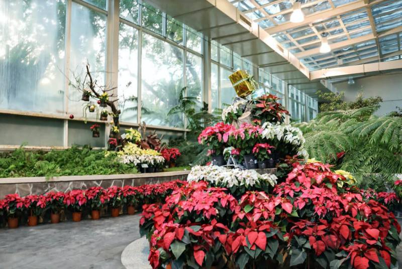 國立自然科學博物館植物園推出「聖誕紅。不紅？聖誕紅新品種花展」，展出國內外14種、600盆美麗聖誕紅。（科博館提供）