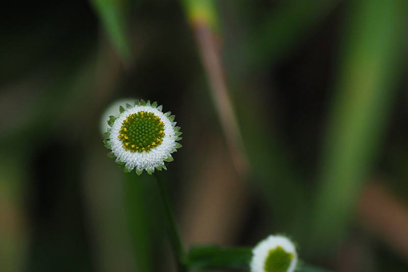 Myriactis humilis is often found on high mountains, such as Alishan, Hehuanshan, and Yushan.