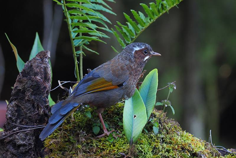 The white-whiskered laughingthrush (Trochalopteron morrisonianum) has distinctive white streaks above the eyes and next to the beak. Unafraid of humans, it flits about near the Mt. Ogasawara Observation Deck.