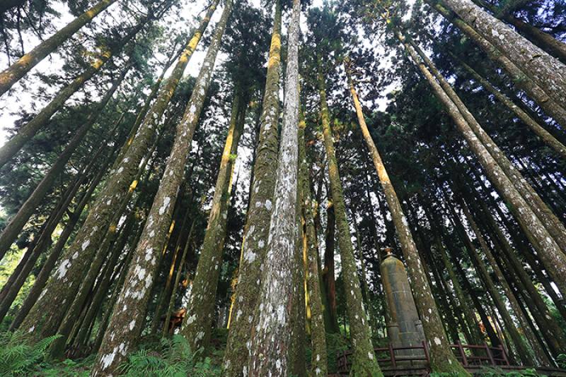 台灣高山植物的調查，最早在日治時期從阿里山開始。