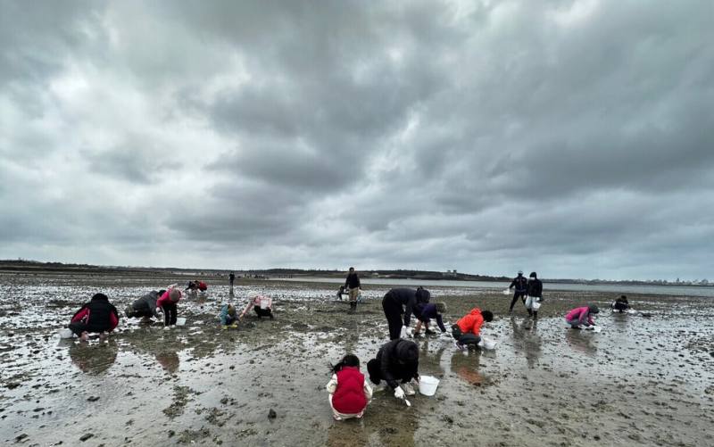澎湖縣湖西鄉公所3日舉辦山海食旅生態體驗活動，鄉親清晨配合潮汐到青螺村海邊扒紅蚵。（湖西鄉公所提供）