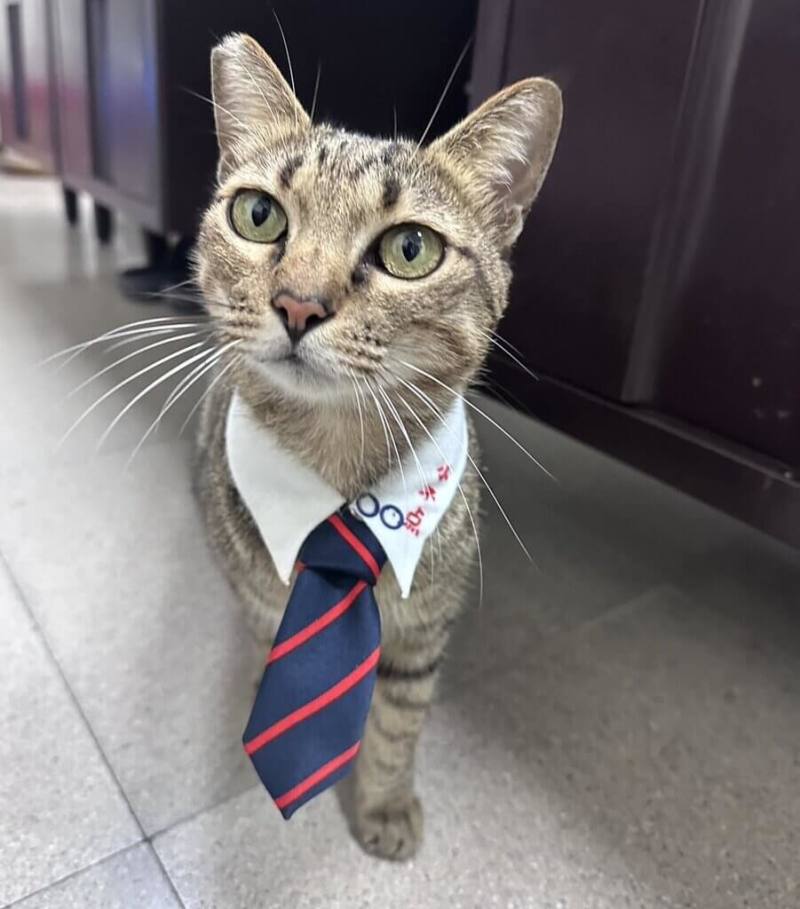 台東火車站內的浪貓「小不點」喜歡繫著領帶在站長室、大廳或四處閒逛，就像穿起制服的火車站長，因此也被稱為「貓站長」。（台東火車站提供）