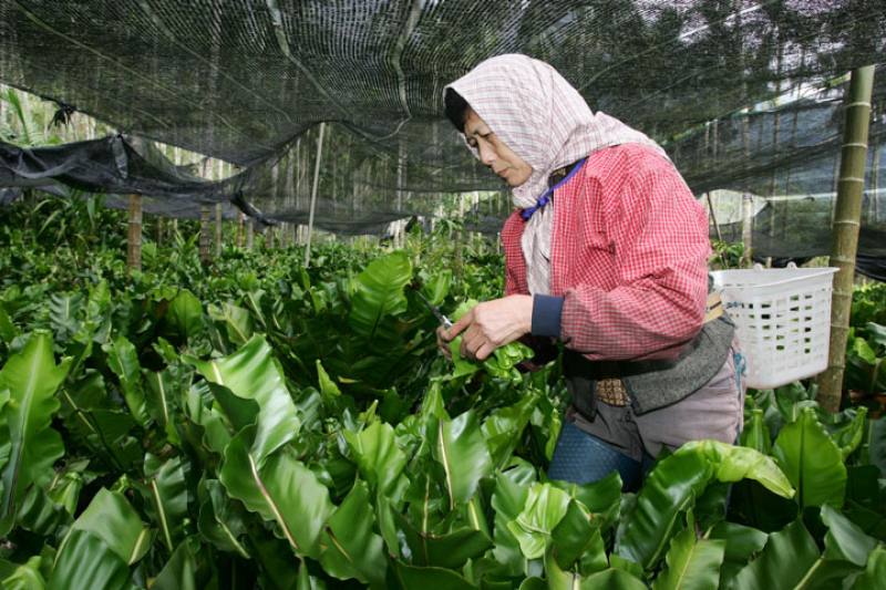 With growing demand for bird’s-nest fern, more and more farmers are growing it.