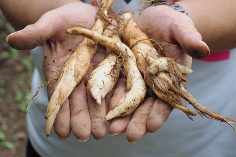 Arrowroot is rich in starch, and indigenous people in Taiwan used to feed it to babies when their mothers lacked sufficient milk.