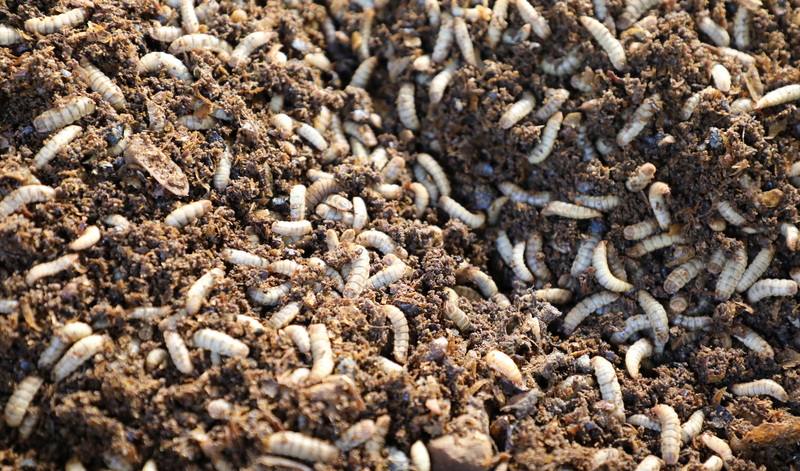 為接軌聯合國永續發展目標（SDGs），嘉義縣政府112年補助梅山鄉清潔隊利用黑水虻養殖去化廚餘設施，每日可吃掉200公斤廚餘。