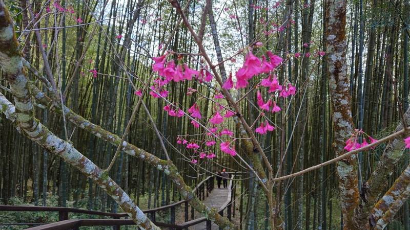 嘉義縣阿里山公路迷糊步道入口處上百株山櫻花已逐步開花，吸引遊客來此散步賞櫻