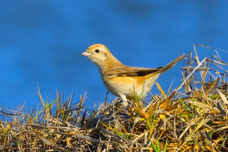 台灣野鳥保育協會表示，1隻過去在台灣本島沒被發現過的荒漠伯勞近日現身台南市將軍區，研判其為迷途幼鳥，由於台灣不在遷徙路線上，有可能與原本的群體走散，或因氣候因素飛錯方向。（台灣野鳥保育協會理事黃蜀婷提供）