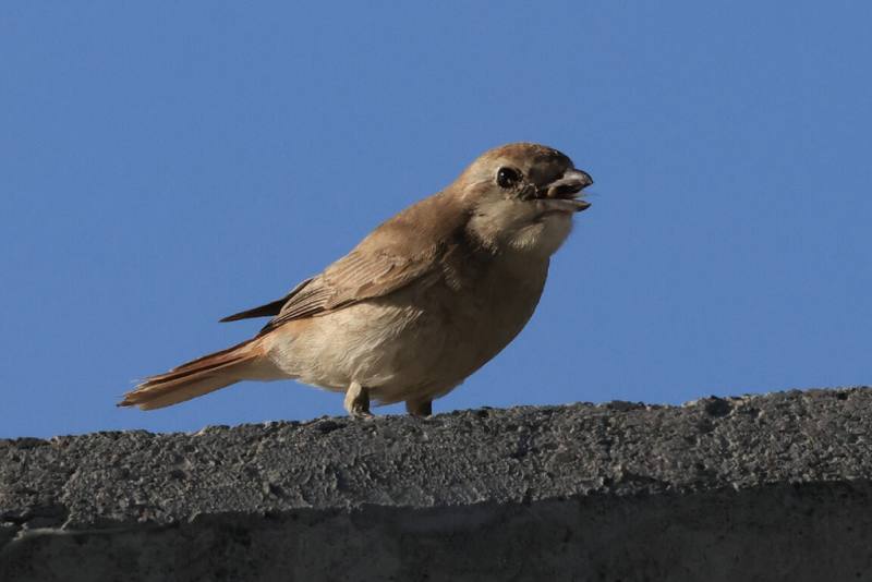 1隻在台灣被歸類為迷鳥的荒漠伯勞近日在台南市將軍區現蹤，為台灣本島首筆記錄，台灣野鳥保育協會提醒賞鳥、拍鳥民眾保持適當距離，勿過分干擾。（台灣野鳥保育協會理事黃蜀婷提供）