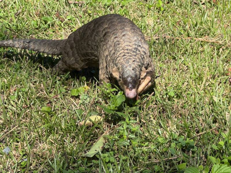 「穿山甲」悠遊奧萬大