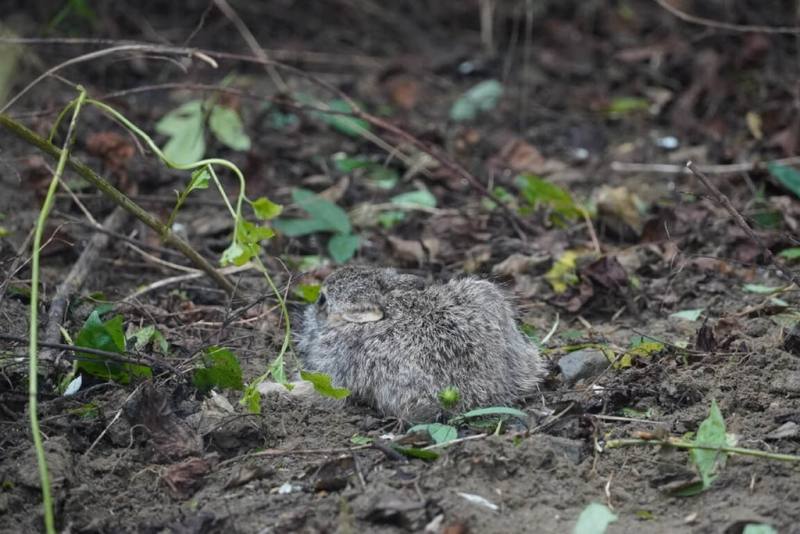 台南山上花園水道博物館園區戶外空間廣闊，常有野生動物現蹤，工作人員近日在整理花園時發現1隻小野兔出沒。（台南市文化局提供）