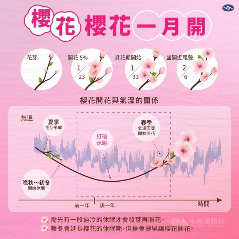 圖為去年3月新北市淡水無極天元宮櫻花盛開。（圖取自facebook.com/climate.taiwan）