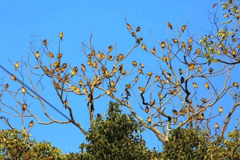 拍鳥俱樂部成員周運國日前經過苗栗縣銅鑼鄉文峰國小附近休耕農地，發現有成群金翅雀駐足覓食，吃飽了便回到樹梢枝頭休息。（周運國提供）
