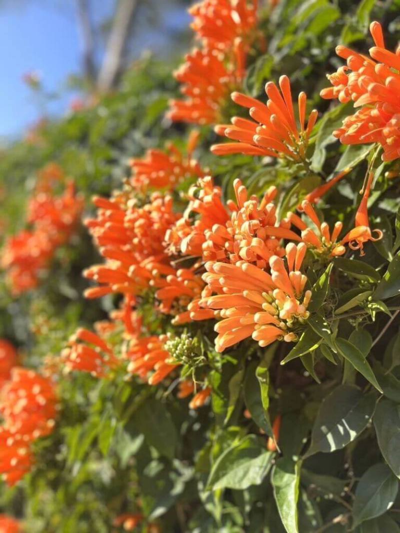 苗栗縣政府農業處表示，炮仗花屬攀藤景觀植物，小花開放後會懸掛在花絲上，遠看很像金色雨絲，還有美麗別名叫「黃金西北雨」，花期集中於春節前後，增添年節熱鬧氣氛。（苗栗縣政府提供）