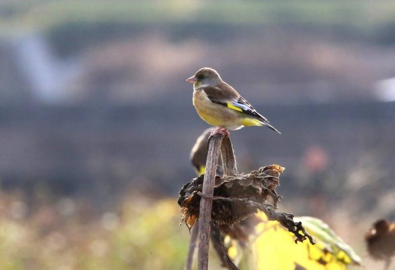 苗栗縣銅鑼鄉一處休耕農田近期出現金翅雀駐足覓食，台灣野鳥保育協會表示，牠們多分布在中國東北、日本、韓國、西伯利亞、黑龍江一帶，對台灣而言算是較罕見的冬候鳥，翅膀有金黃色斑塊，外型亮麗。（周運國提供）