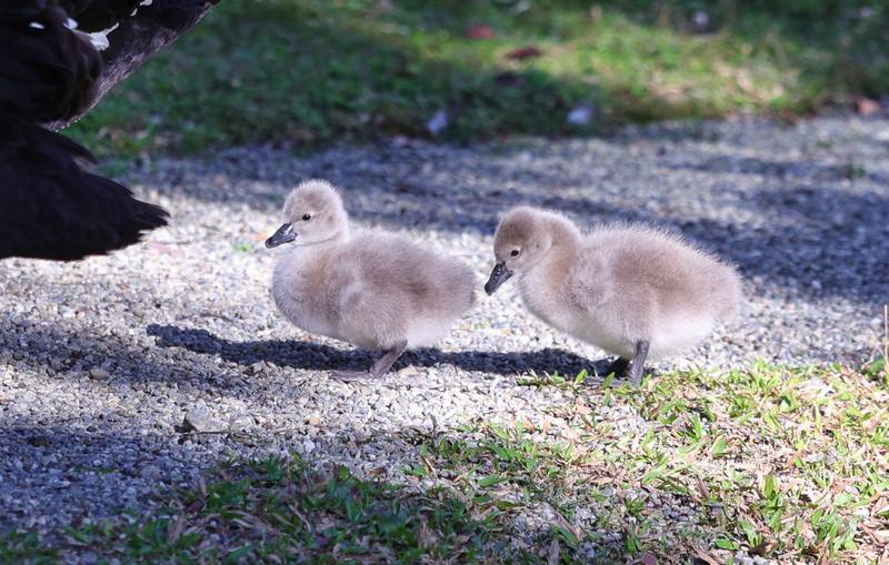位於凱達格蘭大道、由外交部管理使用的國定古蹟「台北賓館」14日傳來好消息，一對「小天鵝」在此誕生，可愛模樣吸睛。