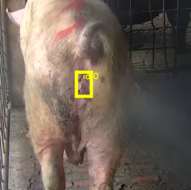 母豬外陰部影像辨識