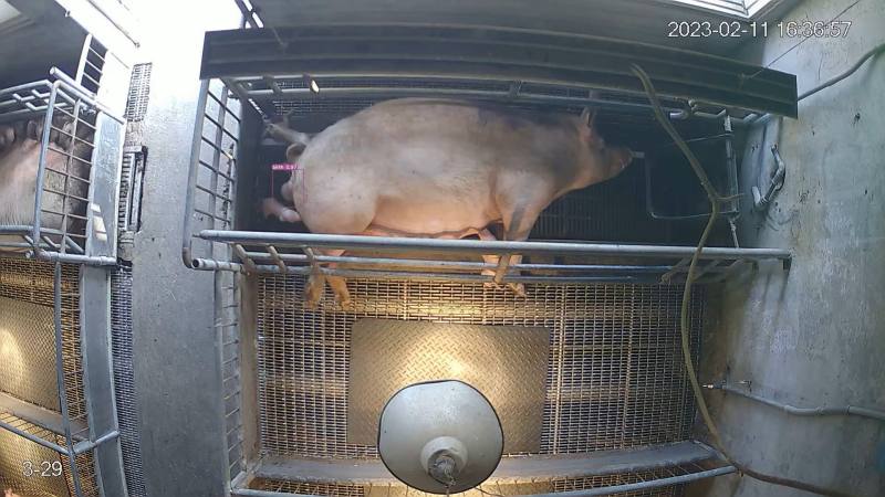 母豬分娩仔豬影像辨識